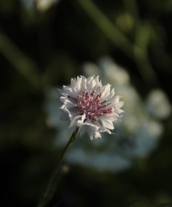 矢車(chē)菊植物壁紙