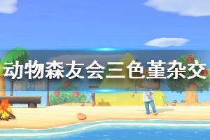 《集合啦動物森友會》三色堇品種有哪些 三色堇雜交方法介紹