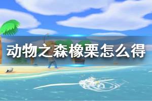 《集合啦動物森友會》橡栗怎么得 橡栗獲取方法介紹