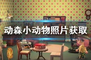 《集合啦動物森友會》小動物照片怎么獲得 小動物照片獲取方法介紹