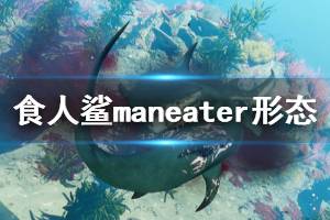 《食人鯊》Maneater形態(tài)有哪些？鯊魚形態(tài)與實戰(zhàn)演示視頻